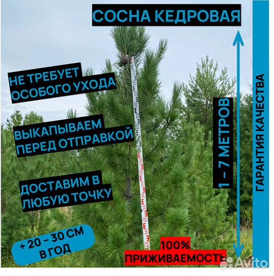 Кедр саженцы крупномеры хвойные