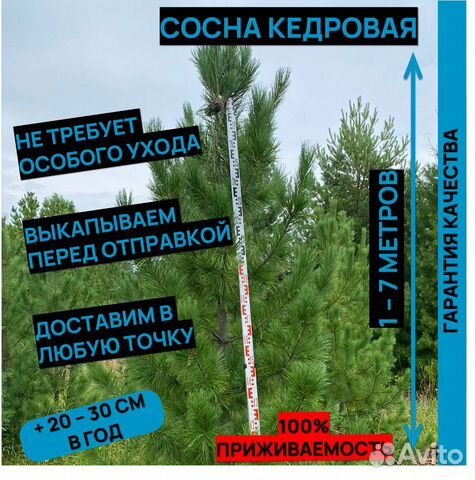 Кедр саженцы крупномеры хвойные