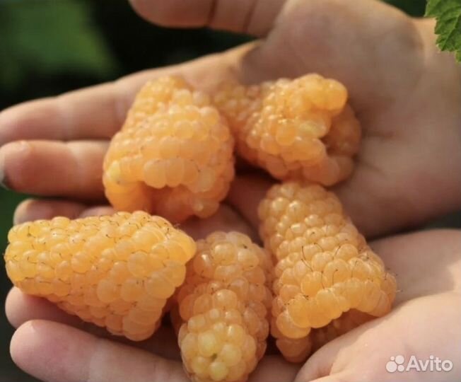 Саженцы желтой малины