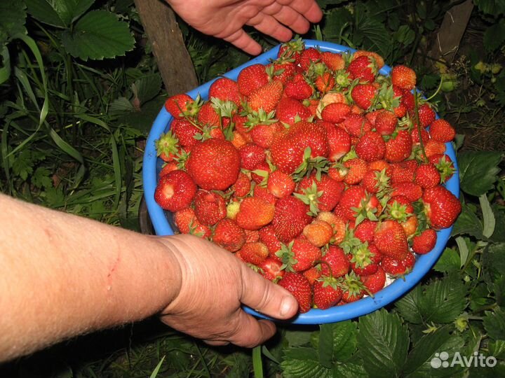 Продаю садовую землянику, клубнику и земкунику