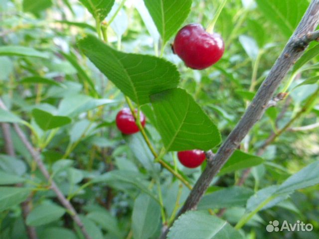 Рассада клубники саженцы вишни западной