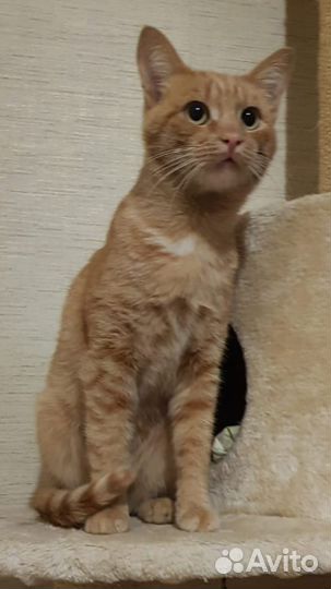 Рыжее счастье ищет свой дом