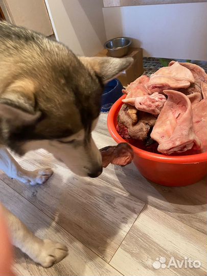 Мясо для собак и кошек