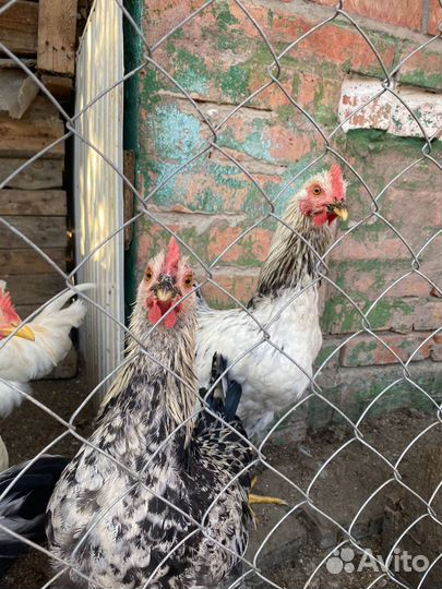 Молодые петушки