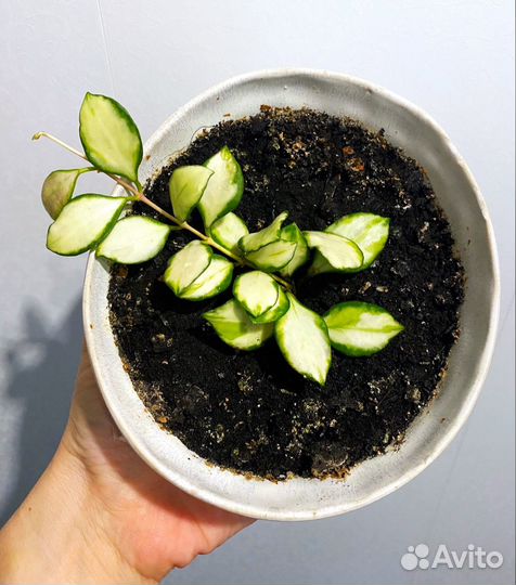 Hoya Heuschkeliana variegated Хойя Хешкелиана вар