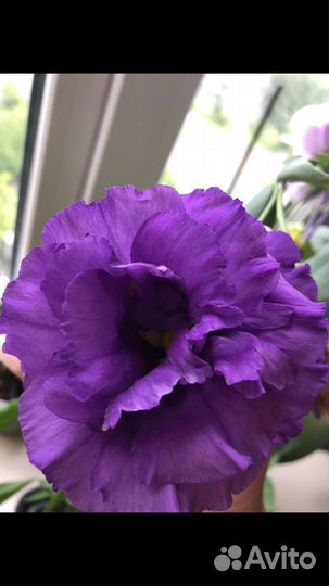 Семена цветов эустома (лизиантус)