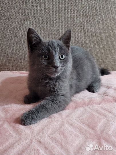 Котенок 2 месяца девочка