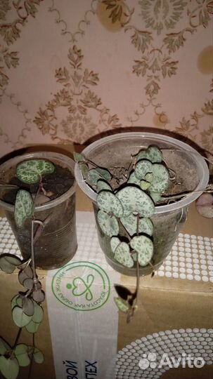 Церопегия Вуда