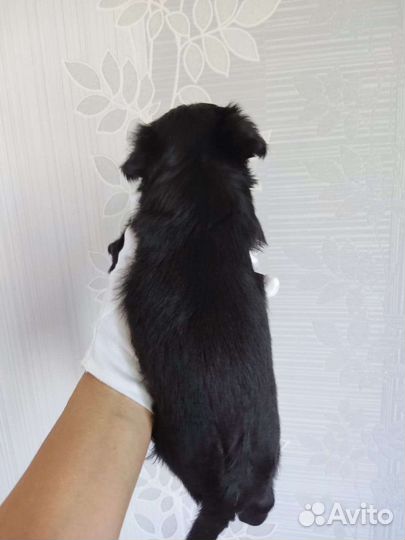 Черный цветной Йорк девочки Милашки