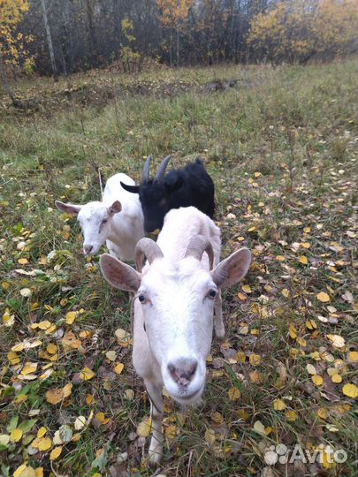 Коза нубийская