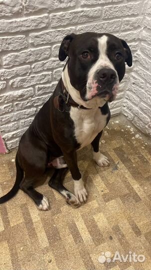 Амстафф щенки