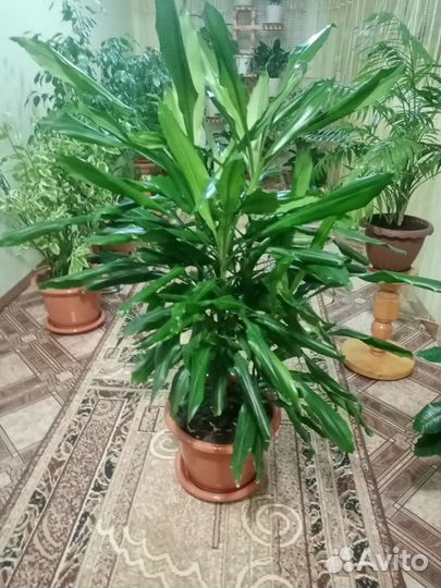 Комнатные цветы