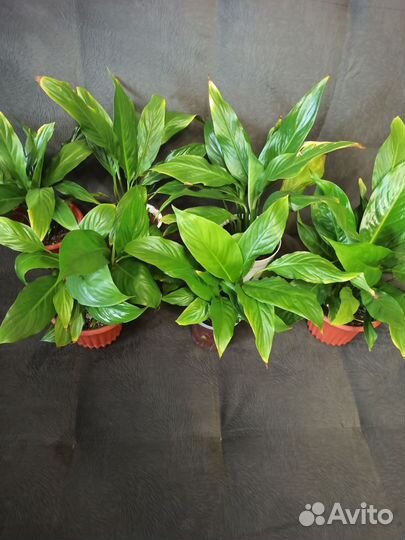 Спатифиллум женское счастье