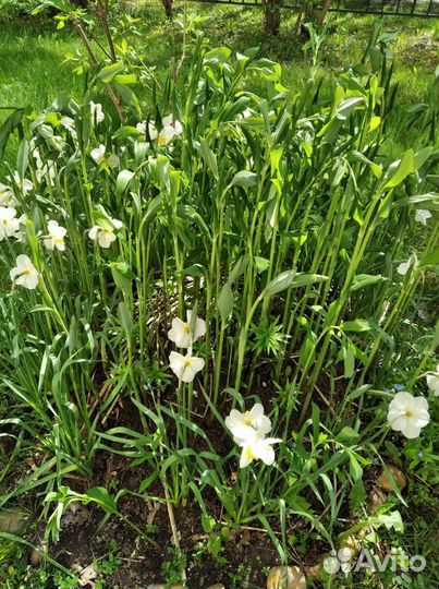 Купена садовая