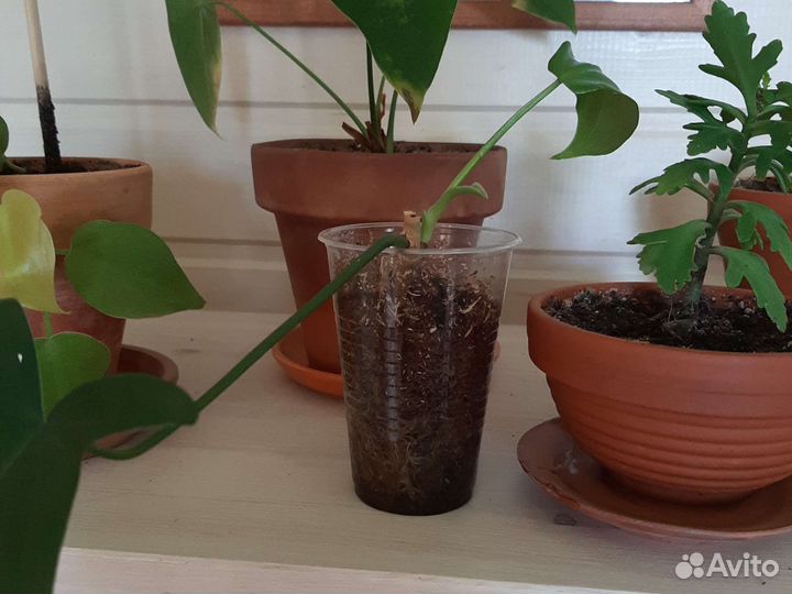 Филодендрон