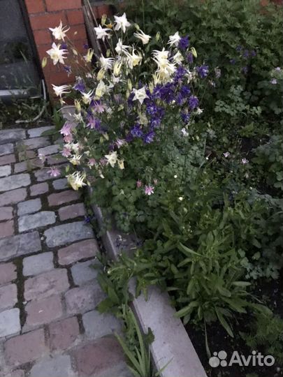 Многолетние цветы