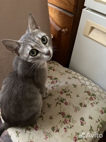 Кошка в дар
