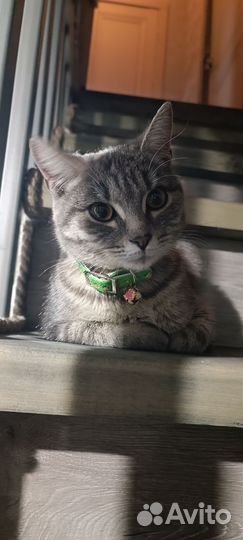 Египетская Мау