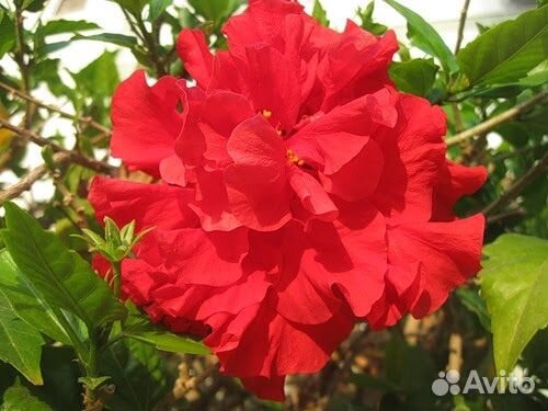 Гибискус махровый красный