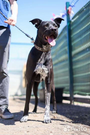 Молодой активный пес Витас ищет дом