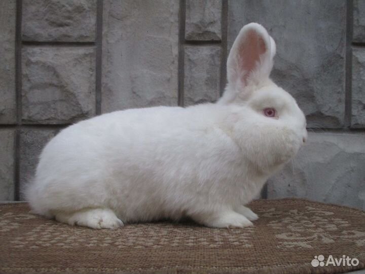 Кролики породы Новозеландские белые и Калифорния