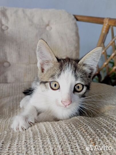 Кошки в добрые руки бесплатно