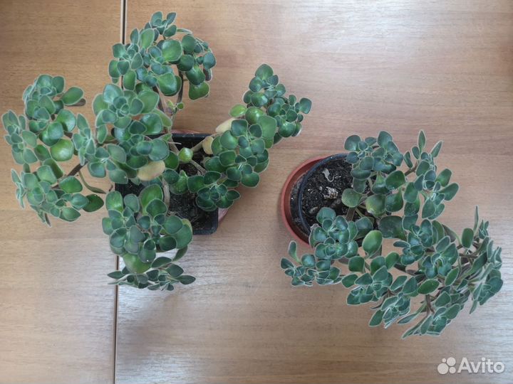 Аихризон (дерево любви)