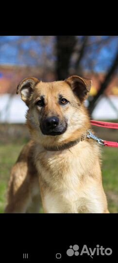 Собака ждёт в приюте