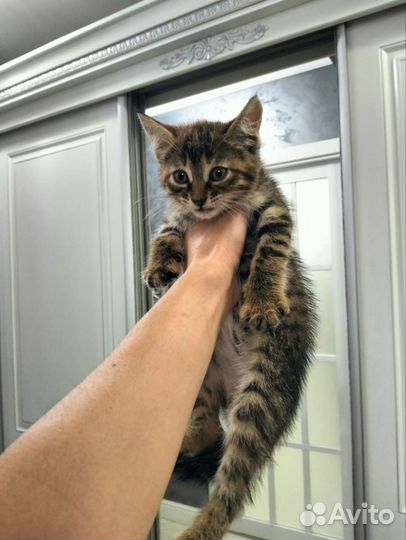 Кошка в дар