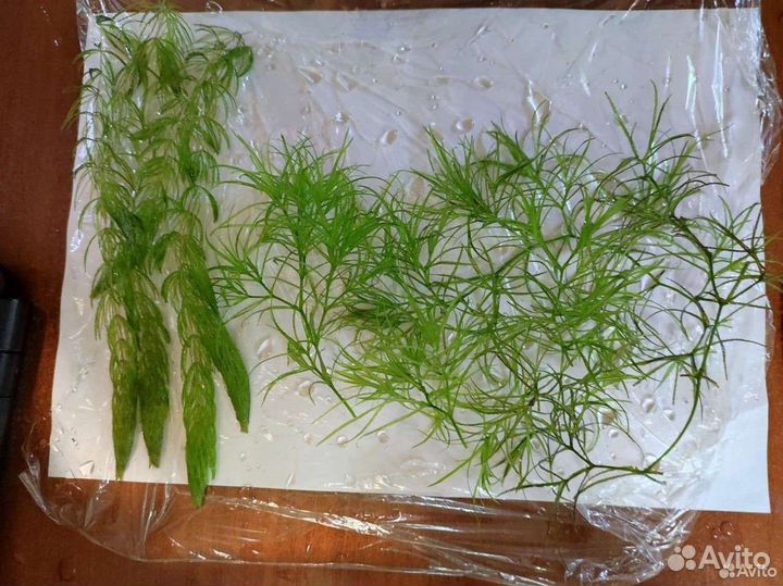 Аквариумные рыбки, растения