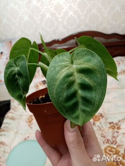 Сингониум холодное сердце