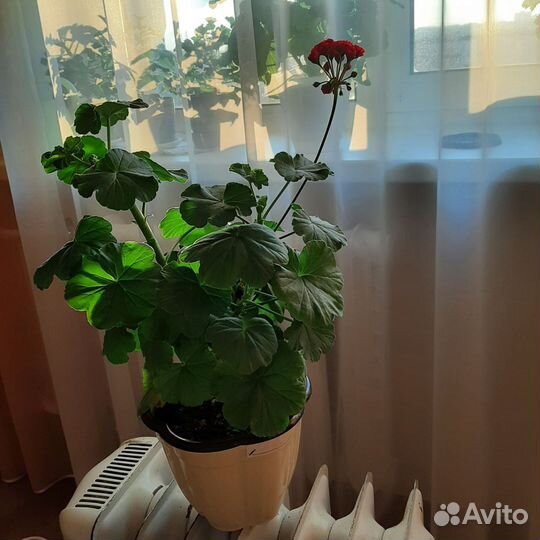 Пеларгония