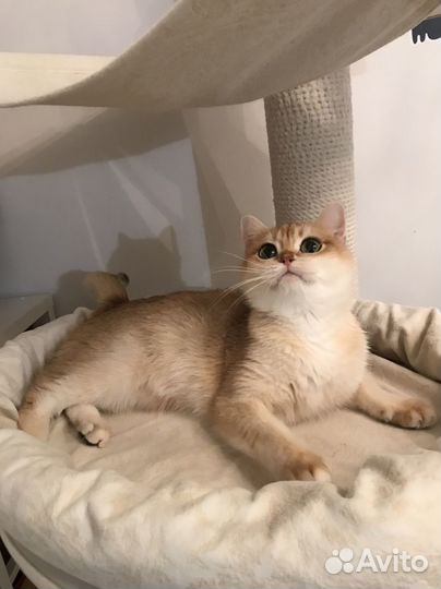 Золотая шиншилла