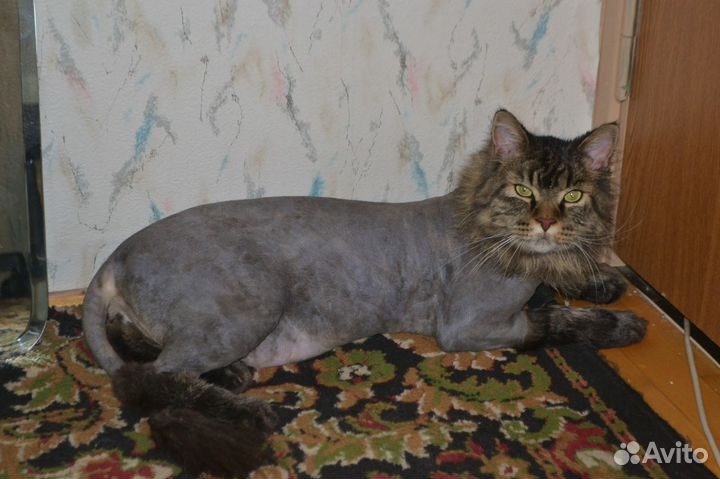 Груминг/Стрижка животных