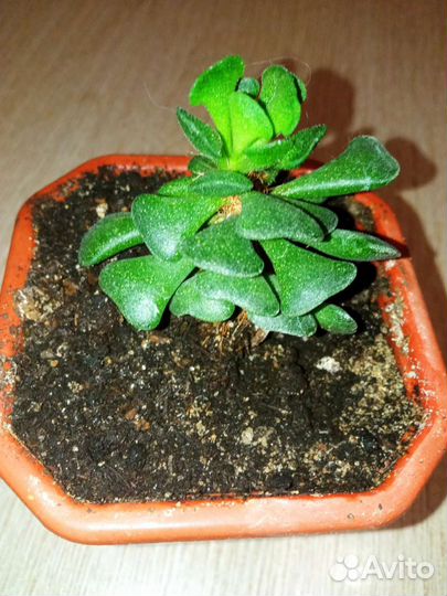 Редкие суккуленты