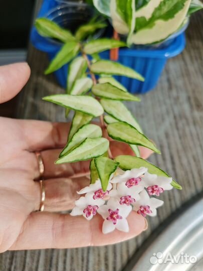 Ампельные хойи на срез и укоренение