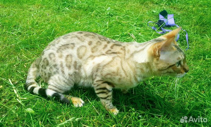 Бенгальская кошка