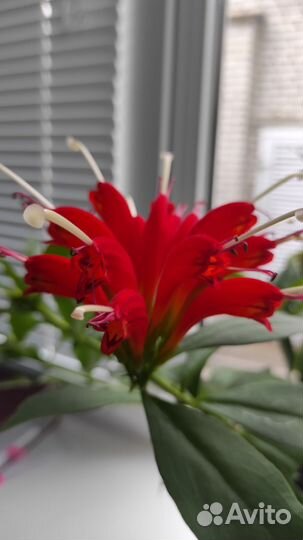 Эсхинантус (перо жар птицы)