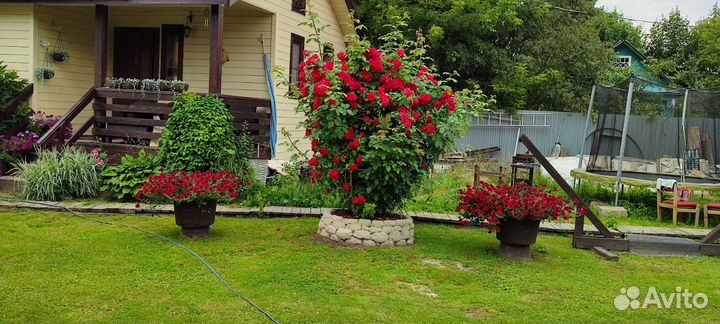 Петуния тайдал, ред и черри