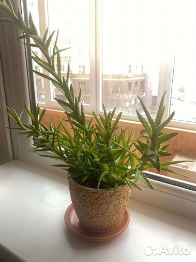 Алоэ чешуйчатое