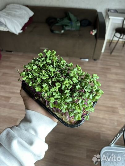 Микрозелень