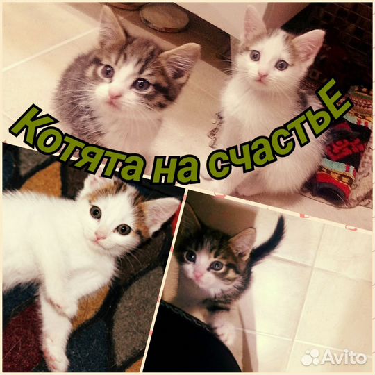 Котята в добрые руки