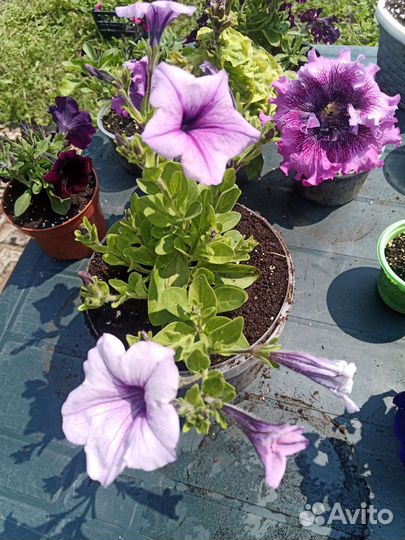 Петуния тайдал