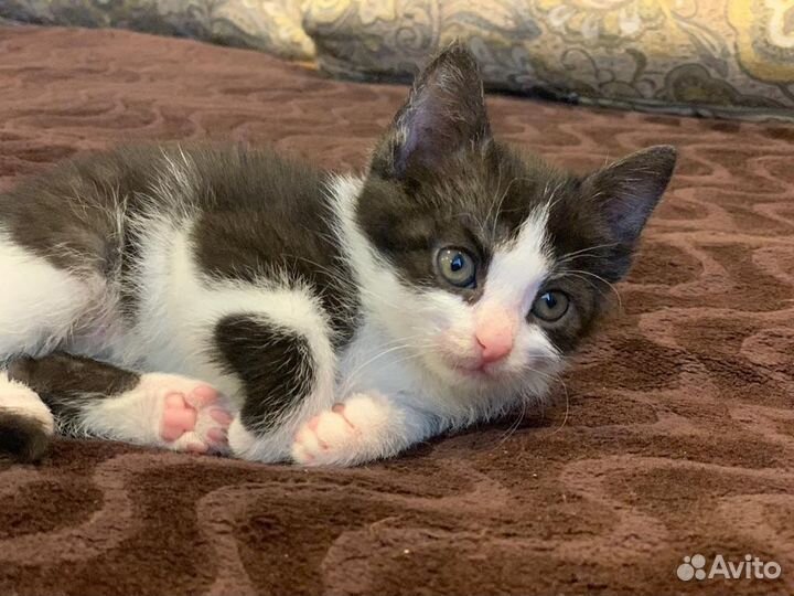 Котенок девочка в дар