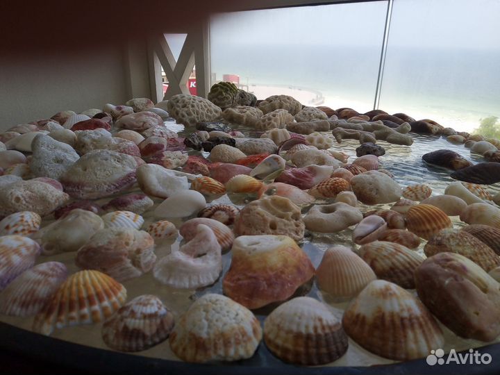 Ракушки и кораллы Персидского залива