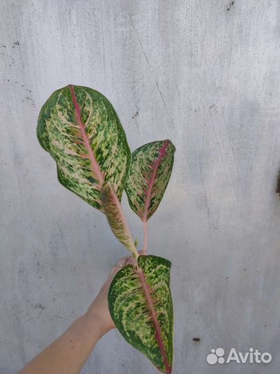 Аглаонема Painted Celebration,Биг папа