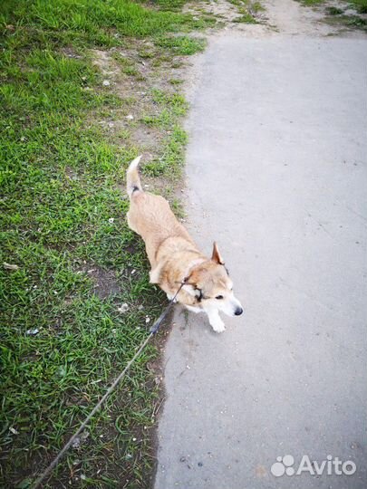 Передержка домашних животных