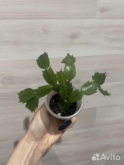 Отводок декабриста