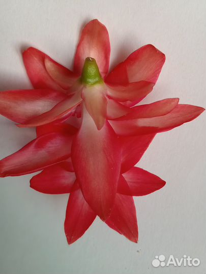 Декабрист шлюмбергера