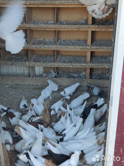 Бойные голуби